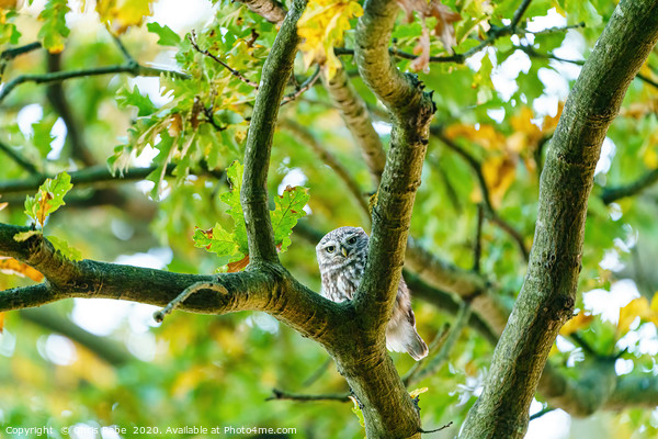 Little Owl staring into camera from between branch Picture Board by Chris Rabe