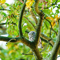Buy canvas prints of Little Owl staring into camera from between branch by Chris Rabe