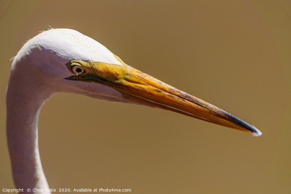 Great White Egret close-up portrait Picture Board by Chris Rabe