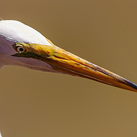 Buy canvas prints of Great White Egret close-up portrait by Chris Rabe