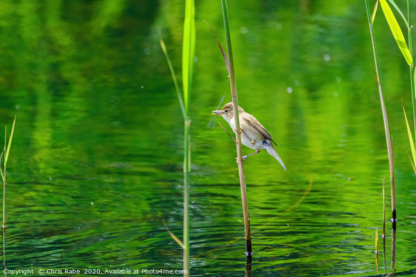 Eurasian Reed Warbler with damselfly Picture Board by Chris Rabe