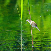 Buy canvas prints of Eurasian Reed Warbler with damselfly by Chris Rabe
