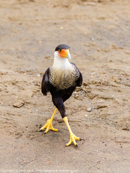 Crested Caracara cross legged Picture Board by Chris Rabe