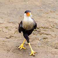 Buy canvas prints of Crested Caracara cross legged by Chris Rabe