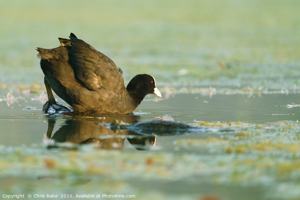 Coot  climbing into waters of a small lake Picture Board by Chris Rabe