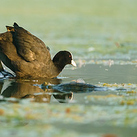 Buy canvas prints of Coot  climbing into waters of a small lake by Chris Rabe