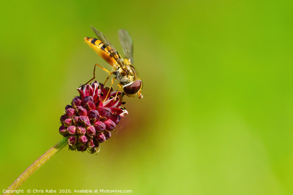 Hoverfly  Picture Board by Chris Rabe