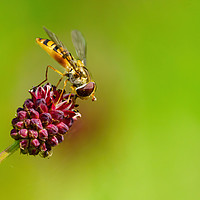Buy canvas prints of Hoverfly  by Chris Rabe