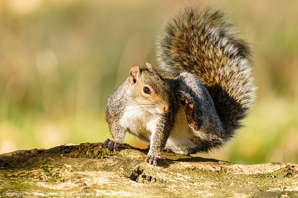 Gray Squirrel having a good scratch Picture Board by Chris Rabe