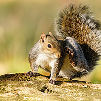 Buy canvas prints of Gray Squirrel having a good scratch by Chris Rabe