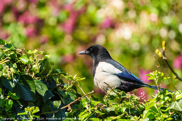 Eurasian Magpie sitting on an ivy hedge Picture Board by Chris Rabe
