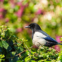 Buy canvas prints of Eurasian Magpie sitting on an ivy hedge by Chris Rabe