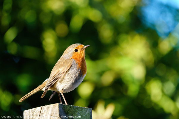 European Robin on fence post Picture Board by Chris Rabe