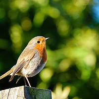 Buy canvas prints of European Robin on fence post by Chris Rabe