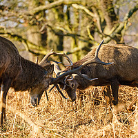 Buy canvas prints of Red deer stags locking antlers by Chris Rabe