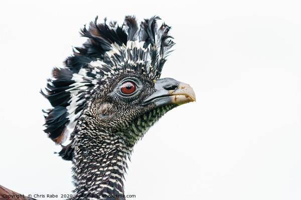 Great Curassow female close-up portrait Picture Board by Chris Rabe