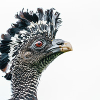 Buy canvas prints of Great Curassow female close-up portrait by Chris Rabe
