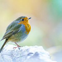 Buy canvas prints of European Robin  by Chris Rabe