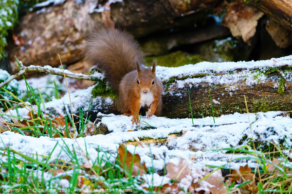 red squirrel moving through some light snow,  Picture Board by Chris Rabe