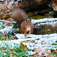 Buy canvas prints of red squirrel moving through some light snow,  by Chris Rabe