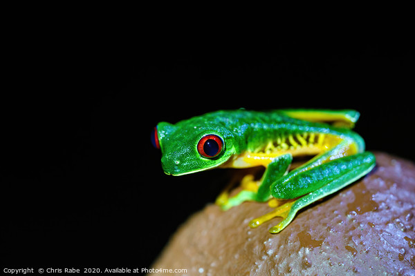 Red-Eyed Tree Frog on a post Picture Board by Chris Rabe