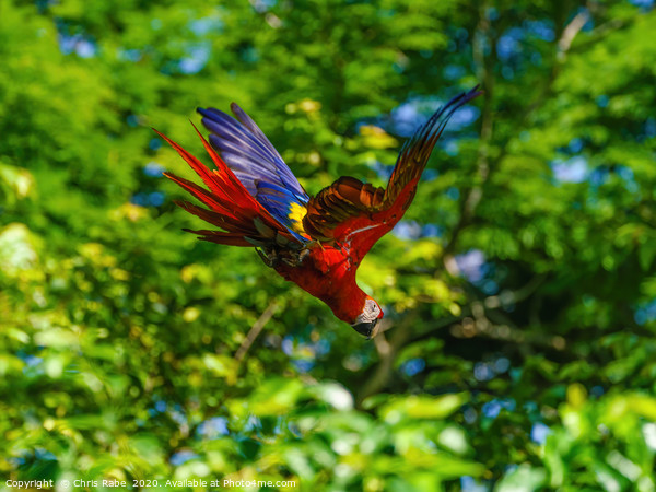 Scarlet Macaw in flight Picture Board by Chris Rabe
