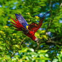 Buy canvas prints of Scarlet Macaw in flight by Chris Rabe