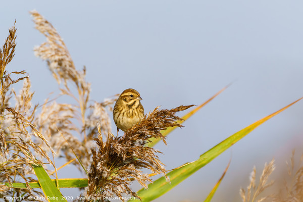 Reed Bunting female Picture Board by Chris Rabe