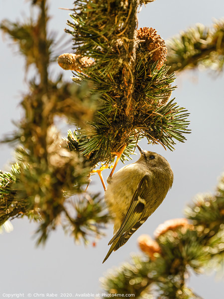 Goldcrest searching for food in pine tree Picture Board by Chris Rabe