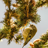 Buy canvas prints of Goldcrest searching for food in pine tree by Chris Rabe