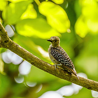 Buy canvas prints of Hoffmann's Woodpecker by Chris Rabe