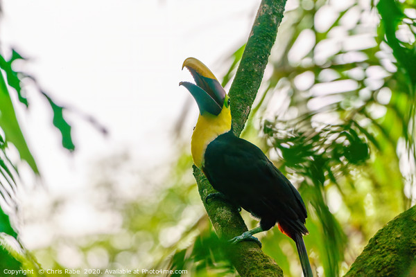 Chestnut-mandibled Toucan Picture Board by Chris Rabe
