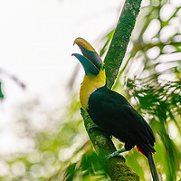 Buy canvas prints of Chestnut-mandibled Toucan by Chris Rabe