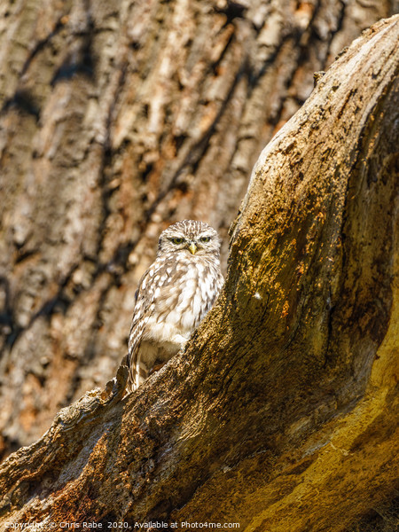 Little Owl staring intensely at camera Picture Board by Chris Rabe