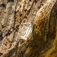 Buy canvas prints of Little Owl staring intensely at camera by Chris Rabe