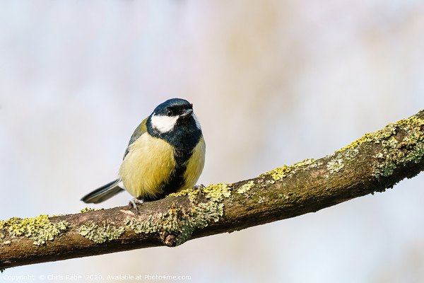 Great Tit  Picture Board by Chris Rabe