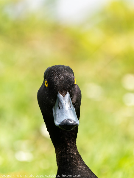 Tufted Duck portrait Picture Board by Chris Rabe