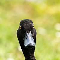 Buy canvas prints of Tufted Duck portrait by Chris Rabe