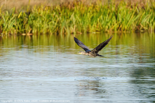 Great Cormorant flying low Picture Board by Chris Rabe