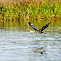 Buy canvas prints of Great Cormorant flying low by Chris Rabe