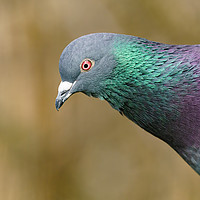 Buy canvas prints of Rock Dove  by Chris Rabe