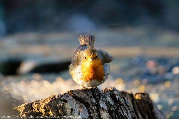Feisty looking European Robin  Picture Board by Chris Rabe