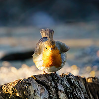 Buy canvas prints of Feisty looking European Robin  by Chris Rabe
