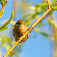 Buy canvas prints of Wren  by Chris Rabe