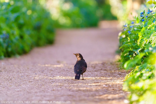 Blackbird male on a path in early spring light Picture Board by Chris Rabe