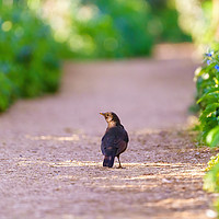 Buy canvas prints of Blackbird male on a path in early spring light by Chris Rabe