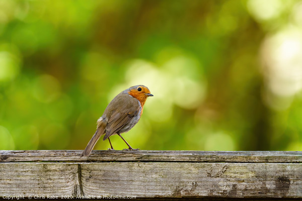 European Robin  looking back over shoulder Picture Board by Chris Rabe