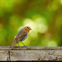 Buy canvas prints of European Robin  looking back over shoulder by Chris Rabe