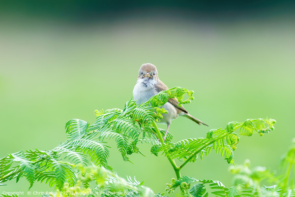 Common Whitethroat  Picture Board by Chris Rabe