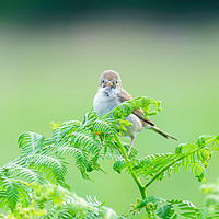 Buy canvas prints of Common Whitethroat  by Chris Rabe
